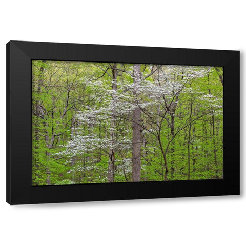 Flowering Dogwood Tree (Cornus florida) in spring Stephen A Forbes St Park Black Modern Wood Framed Art Print with Double Matting by Day, Richard and Susan