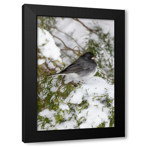 Dark-eyed Junco-Junco hyemalis-feeding in Red Cedar in winter-Marion County-Illinois Black Modern Wood Framed Art Print by Day, Richard and Susan