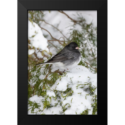 Dark-eyed Junco-Junco hyemalis-feeding in Red Cedar in winter-Marion County-Illinois Black Modern Wood Framed Art Print by Day, Richard and Susan