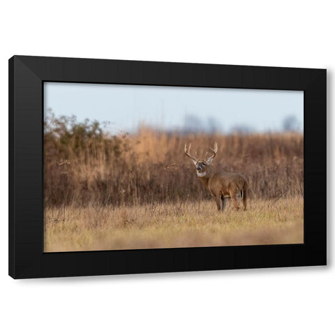 White-tailed Deer-Odocoileus virginianus-buck-Marion County-Illinois Black Modern Wood Framed Art Print by Day, Richard and Susan