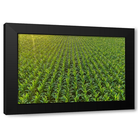 Aerial view of corn field-Marion County-Illinois Black Modern Wood Framed Art Print by Day, Richard and Susan