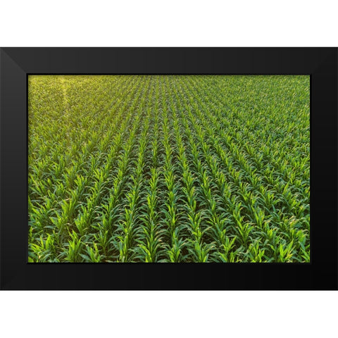 Aerial view of corn field-Marion County-Illinois Black Modern Wood Framed Art Print by Day, Richard and Susan
