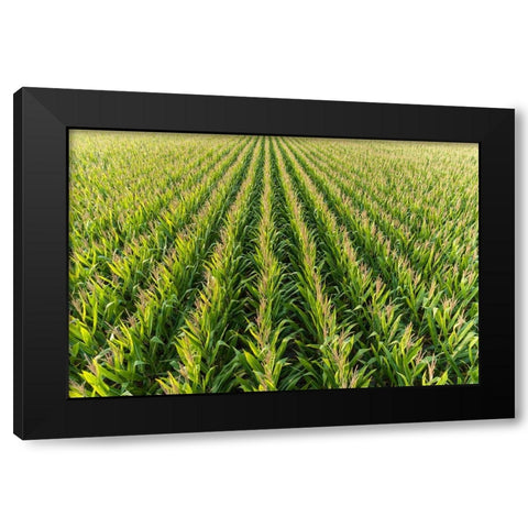 Aerial view of corn field-Marion County-Illinois Black Modern Wood Framed Art Print by Day, Richard and Susan