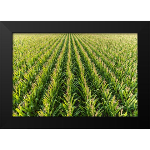 Aerial view of corn field-Marion County-Illinois Black Modern Wood Framed Art Print by Day, Richard and Susan
