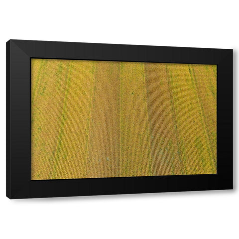 Aerial view of corn field near harvest time-Marion County-Illinois Black Modern Wood Framed Art Print by Day, Richard and Susan