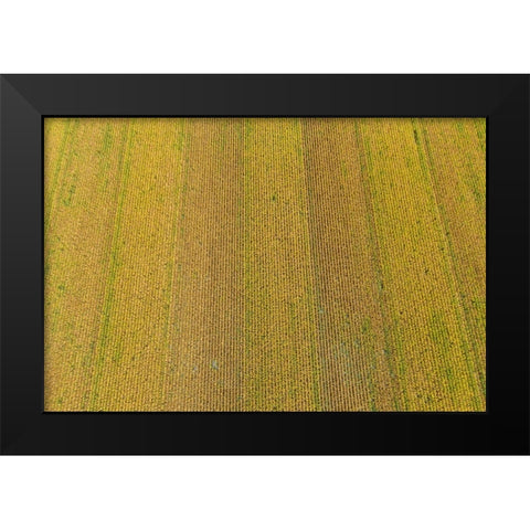 Aerial view of corn field near harvest time-Marion County-Illinois Black Modern Wood Framed Art Print by Day, Richard and Susan