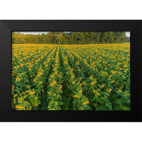 Aerial view of a Sunflower field at sunrise-Jasper County-Illinois Black Modern Wood Framed Art Print by Day, Richard and Susan