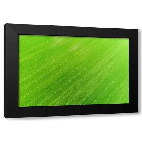 Aerial view of wheat field-Marion County-Illinois Black Modern Wood Framed Art Print with Double Matting by Day, Richard and Susan