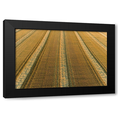 Aerial view of rows of wheat straw before baling-Marion County-Illinois Black Modern Wood Framed Art Print by Day, Richard and Susan