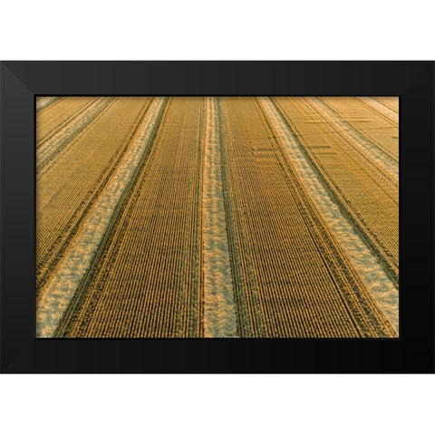 Aerial view of rows of wheat straw before baling-Marion County-Illinois Black Modern Wood Framed Art Print by Day, Richard and Susan