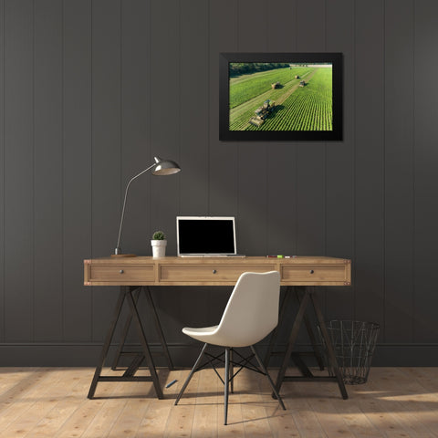 Picking green beans during the green bean harvest-Mason County-Illinois Black Modern Wood Framed Art Print by Day, Richard and Susan