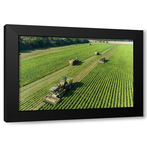 Picking green beans during the green bean harvest-Mason County-Illinois Black Modern Wood Framed Art Print with Double Matting by Day, Richard and Susan