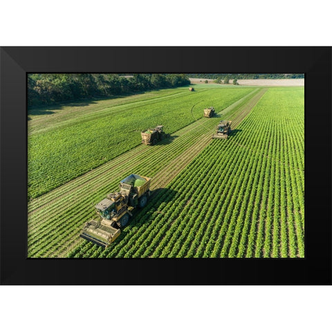 Picking green beans during the green bean harvest-Mason County-Illinois Black Modern Wood Framed Art Print by Day, Richard and Susan