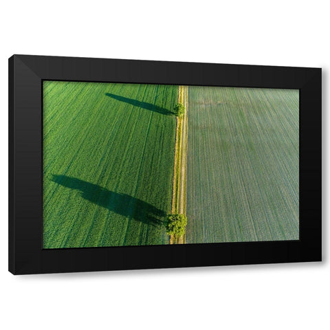 Two trees and shadows between fields-Marion County-Illinois Black Modern Wood Framed Art Print by Day, Richard and Susan