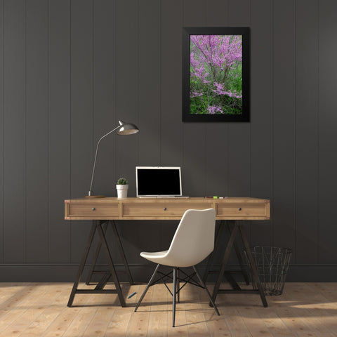 Redbud trees blooms in spring-Marion County-Illinois Black Modern Wood Framed Art Print by Day, Richard and Susan