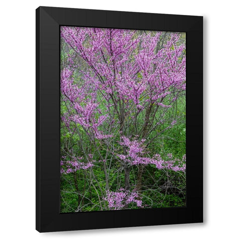 Redbud trees blooms in spring-Marion County-Illinois Black Modern Wood Framed Art Print by Day, Richard and Susan
