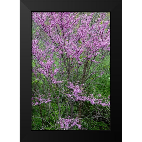 Redbud trees blooms in spring-Marion County-Illinois Black Modern Wood Framed Art Print by Day, Richard and Susan