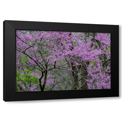 Redbud trees blooms in spring-Marion County-Illinois Black Modern Wood Framed Art Print by Day, Richard and Susan