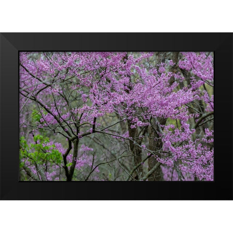 Redbud trees blooms in spring-Marion County-Illinois Black Modern Wood Framed Art Print by Day, Richard and Susan