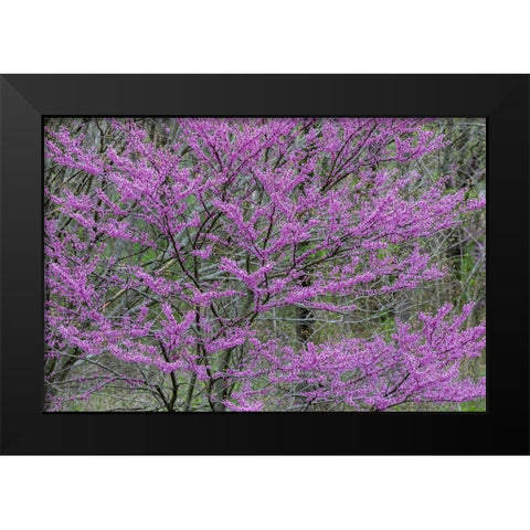 Redbud trees blooms in spring-Marion County-Illinois Black Modern Wood Framed Art Print by Day, Richard and Susan