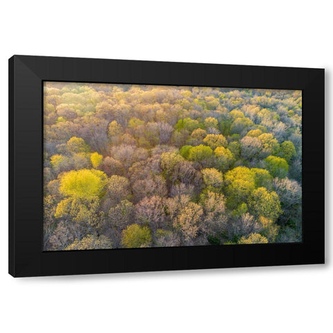 Newly emerging leaves on trees in the spring-Marion County-Illinois Black Modern Wood Framed Art Print by Day, Richard and Susan