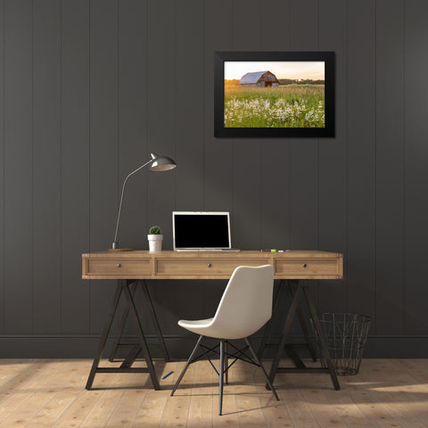 Old barn and field of penstemon at sunset Prairie Ridge State Natural Area-Marion County-Illinois Black Modern Wood Framed Art Print by Day, Richard and Susan