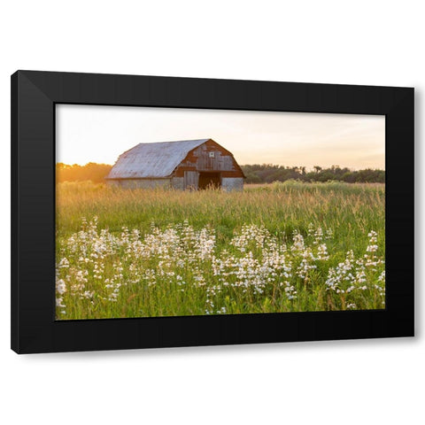 Old barn and field of penstemon at sunset Prairie Ridge State Natural Area-Marion County-Illinois Black Modern Wood Framed Art Print by Day, Richard and Susan