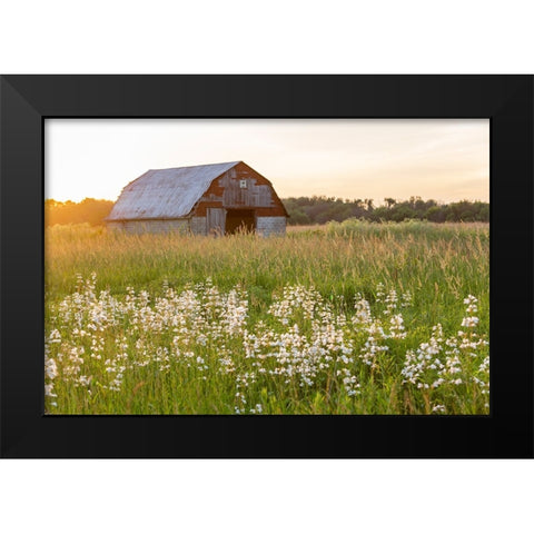 Old barn and field of penstemon at sunset Prairie Ridge State Natural Area-Marion County-Illinois Black Modern Wood Framed Art Print by Day, Richard and Susan