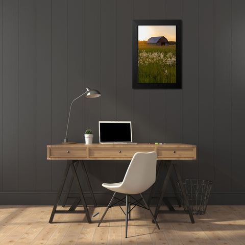 Old barn and field of penstemon at sunset Prairie Ridge State Natural Area-Marion County-Illinois Black Modern Wood Framed Art Print by Day, Richard and Susan