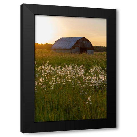 Old barn and field of penstemon at sunset Prairie Ridge State Natural Area-Marion County-Illinois Black Modern Wood Framed Art Print by Day, Richard and Susan