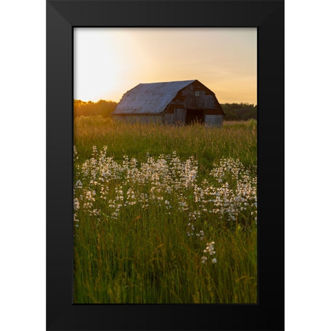Old barn and field of penstemon at sunset Prairie Ridge State Natural Area-Marion County-Illinois Black Modern Wood Framed Art Print by Day, Richard and Susan