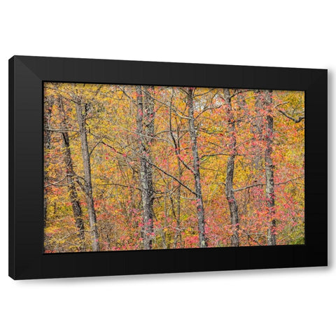 Fall color at Pyramid State Park-Perry County-Illinois Black Modern Wood Framed Art Print by Day, Richard and Susan