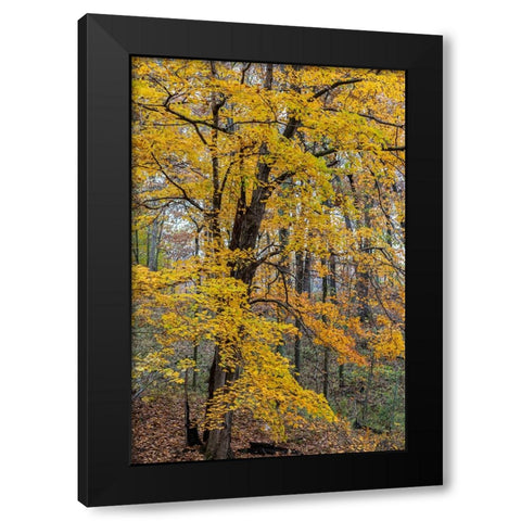 Fall color at Stephen A-Forbes State Park-Marion County-Illinois Black Modern Wood Framed Art Print by Day, Richard and Susan