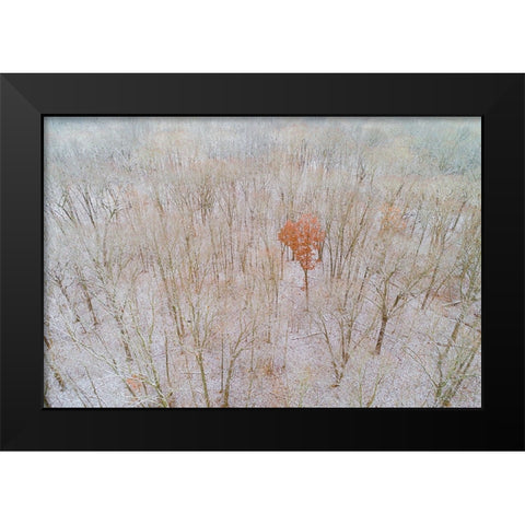 Aerial view of a fresh snow over the forest-Marion County-Illinois Black Modern Wood Framed Art Print by Day, Richard and Susan