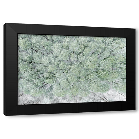 Aerial view of woods and white pine trees after a snowfall-Marion County-Illinois Black Modern Wood Framed Art Print by Day, Richard and Susan