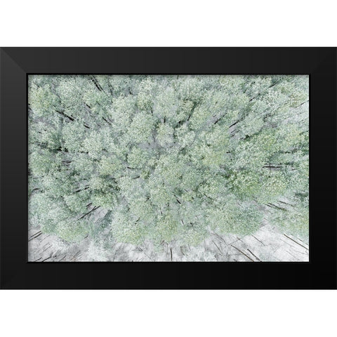 Aerial view of woods and white pine trees after a snowfall-Marion County-Illinois Black Modern Wood Framed Art Print by Day, Richard and Susan