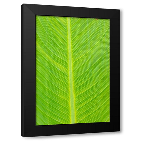 Canna leaf-Marion County-Illinois Black Modern Wood Framed Art Print by Day, Richard and Susan