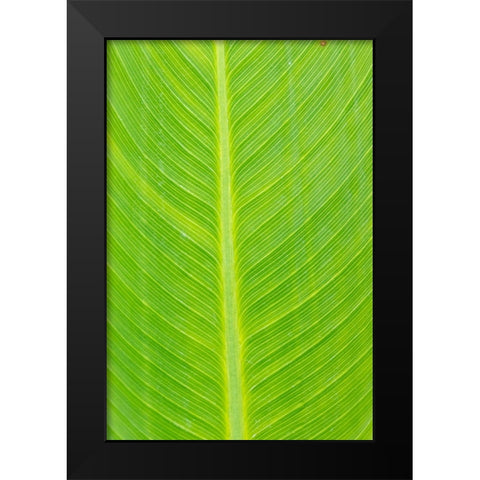 Canna leaf-Marion County-Illinois Black Modern Wood Framed Art Print by Day, Richard and Susan