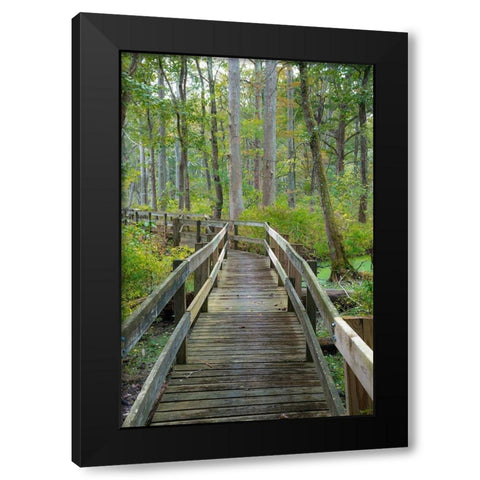 Wooden Boardwalk Trail-Twin Swamps Nature Preserve-Indiana-Midwest-USA Black Modern Wood Framed Art Print by Miller, Anna