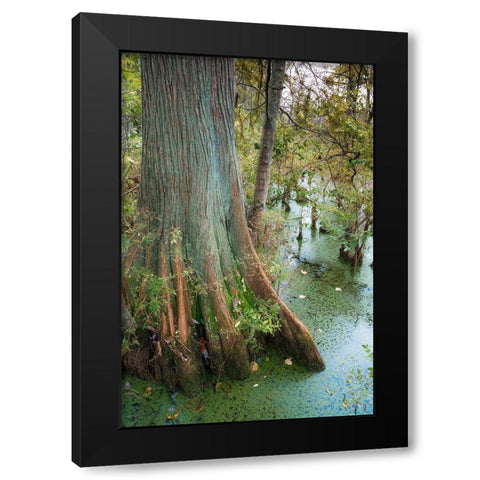 Bold Cypress Swamp-Twin Swamps Nature Preserve-Indiana-Midwest-USA Black Modern Wood Framed Art Print by Miller, Anna