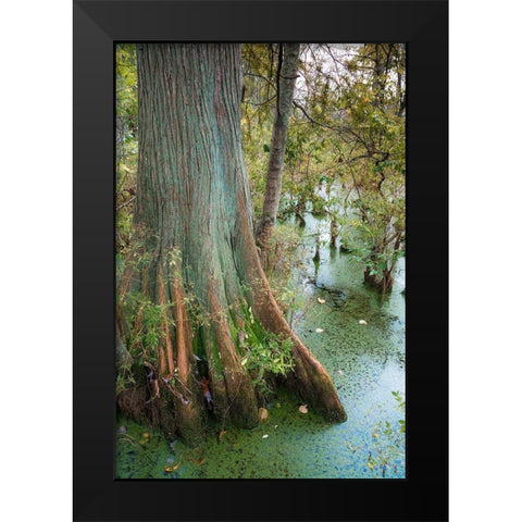 Bold Cypress Swamp-Twin Swamps Nature Preserve-Indiana-Midwest-USA Black Modern Wood Framed Art Print by Miller, Anna