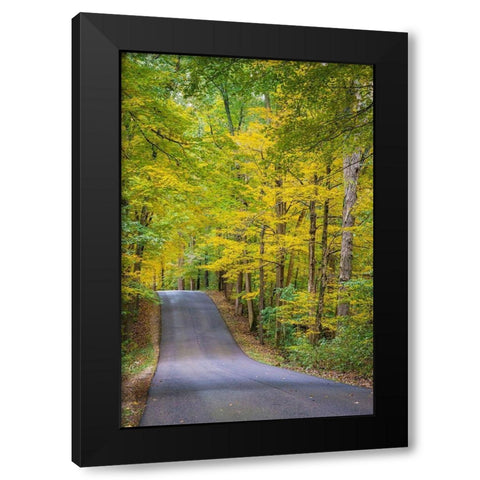 Curvy Road in Clifty Creek Park-Southern Indiana Black Modern Wood Framed Art Print by Miller, Anna