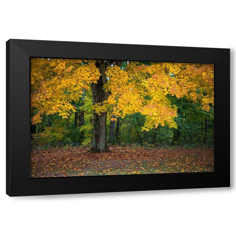 Autumn Yellow Foliage of Sugar Maple in Clifty Creek Park-Southern Indiana Black Modern Wood Framed Art Print by Miller, Anna
