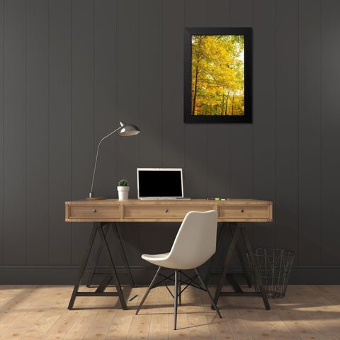 Backlit Autumn Yellow Foliage in Clifty Creek Park-Southern Indiana Black Modern Wood Framed Art Print by Miller, Anna