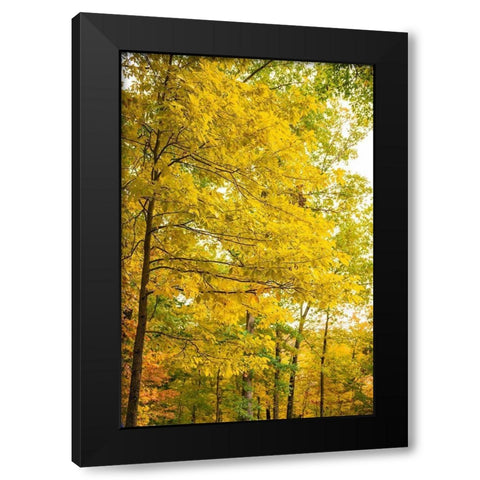 Backlit Autumn Yellow Foliage in Clifty Creek Park-Southern Indiana Black Modern Wood Framed Art Print with Double Matting by Miller, Anna