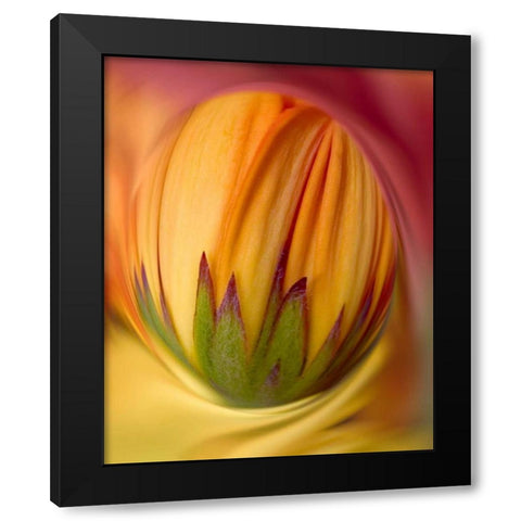 Indiana, Carmel Close-up of gerbera daisy bud Black Modern Wood Framed Art Print by Kelley, David
