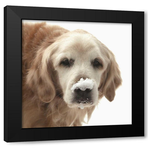 Indiana, Carmel Golden retriever in snow Black Modern Wood Framed Art Print with Double Matting by Kaveney, Wendy