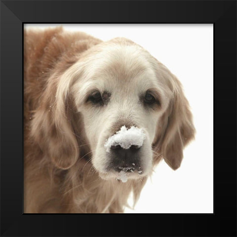 Indiana, Carmel Golden retriever in snow Black Modern Wood Framed Art Print by Kaveney, Wendy