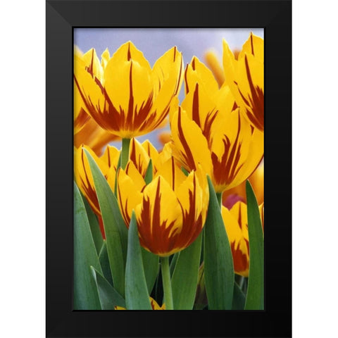 Indiana, Indianapolis Tulips at Garfield Park Black Modern Wood Framed Art Print by Kaveney, Wendy