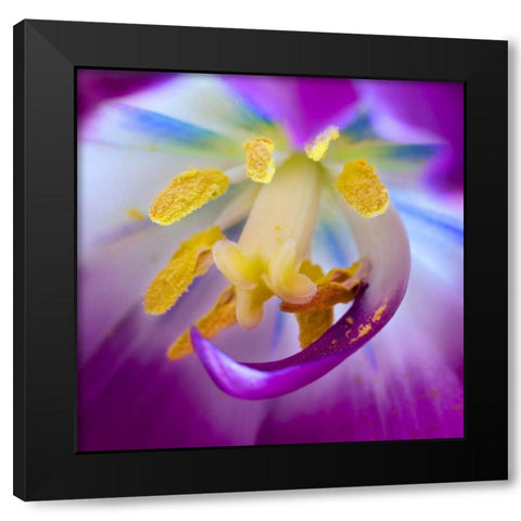 Indiana, Carmel Tulip stamen, pestle, and pollen Black Modern Wood Framed Art Print by Kelley, David